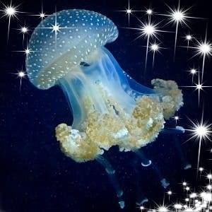 Meet your Posher, Diamond